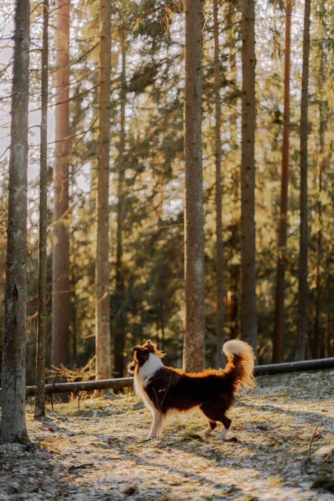 A Border Collie enjoying a sunlit walk through a snowy winter forest, showcasing the beauty of nature.